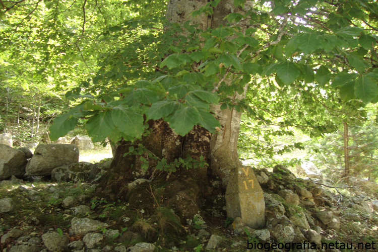 Hayedos (Fagus sylvatica)